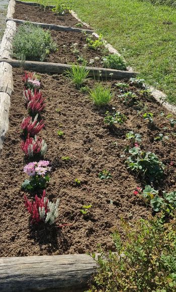 Šolski vrt zažarel v jesenskih barvah