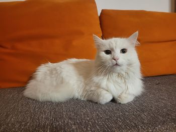 Javni poziv za sterilizacijo in kastracijo mačk v Občini Horjul v letu 2025