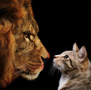 KDAJ JE DOVOLJ? Predstavitev emocionalno-kognitivnega modela "Soočanje nasprotij"