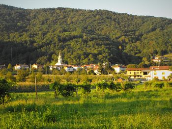 Kako je gospod Lojze premešal štrene liberalcem na volitvah v Ročinju leta 1907 Kako je gospod Lojze premešal štrene liberalcem na volitvah v Ročinju leta 1907