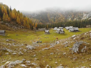 Jesenski macesni na Ogradih