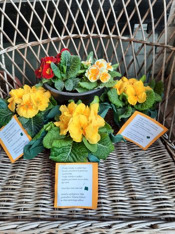 Obdaritev ob osmem marcu - Dnevu žena v Biljah