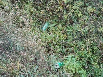 Odvržene pločevinke piva Odvržene pločevinke piva