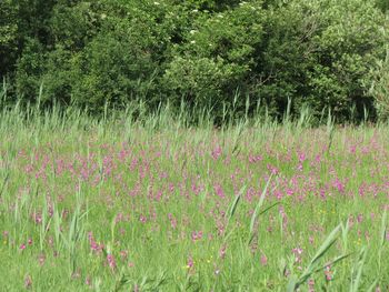Mokrišče Mlake pri Vipavi