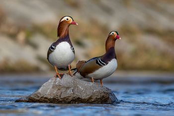 Marjan Cigoj razstavljal v Ajdovščini