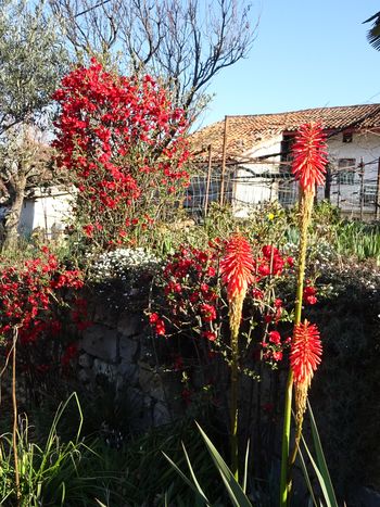 Oljčna pot Oljčna pot