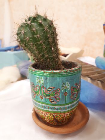 Kaktus z imenom Špička Kaktus z imenom Špička