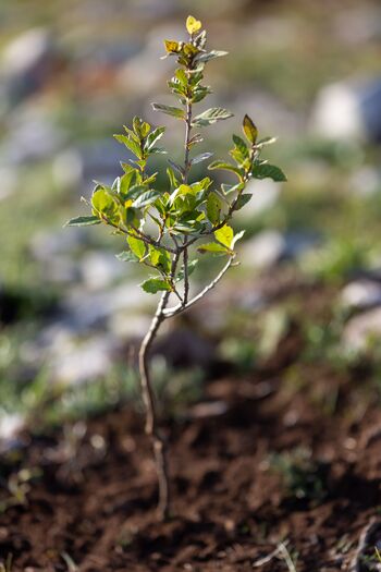 4. VSESLOVENSKA AKCIJA SAJENJA DREVES