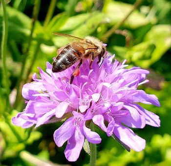 ČEBELARSKA RAZSTAVA