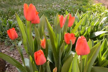 VELIKONOČNA HVALNICA