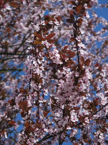 Zdravilna energija dreves