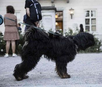 Na razstave se gre peš in s kužki!