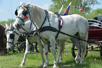 Blagoslov konj Črna vas in Piknik ŠKTD Lokvanj pri domu Lokvanj poleg Ljubljanice