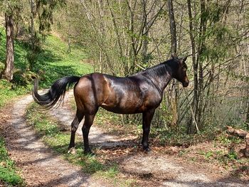 Blagoslov konj na Pristavi