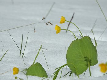 V kraljestvu opojne zlatice - predavanje Dušana Klenovška v ciklu javnih predavanj Podobe časa