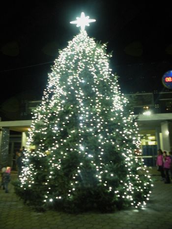 Postavitev Božičnega drevesa