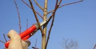 Zbiranje in odvoz ostankov zelenega odreza