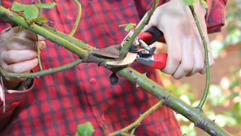 Zbiranje in odvoz ostankov zelenega odreza