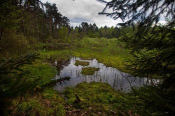 Rezultati Fotonatečaja in Likovnega natečaja v okviru LAS projekta »Zgodbe naših mokrišč«