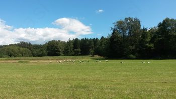 »Družinsko srečanje štorkelj«