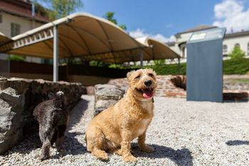 V pasji družbi po sledeh Emone