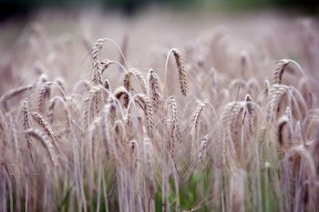 4. Slovenski podeželski parlament