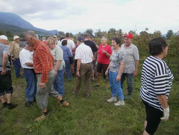 Dobrovski upokojenci na trgatvi