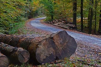 Promet z gozdnimi lesnimi sortimenti