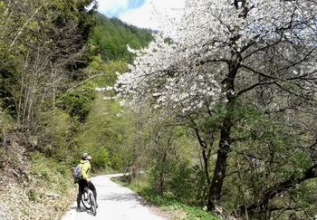 Zasaditev divjih češenj na poti na Planino