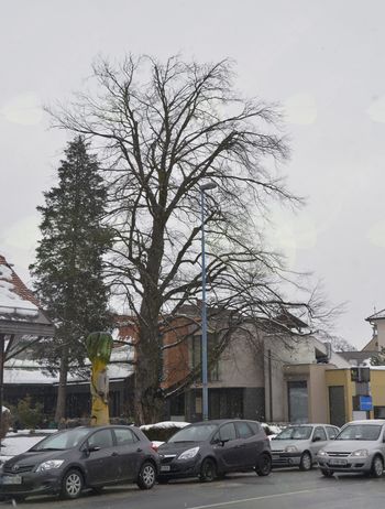 Rdeča bukev se je posušila