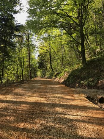 Obnova gozdnih cest v občini Borovnica