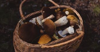 Rimska gobarsko-zeliščarska pustolovščina