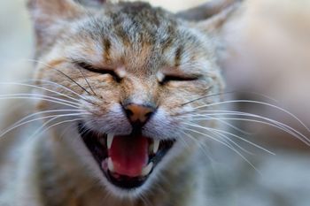 Na svetovni dan mačk se zavetišča spopadajo z zapolnjenimi kapacitetami