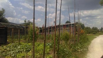 Paradižnik ob snežnih kolih