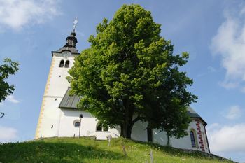 Dvestoletna lipa na Planini Dvestoletna lipa na Planini