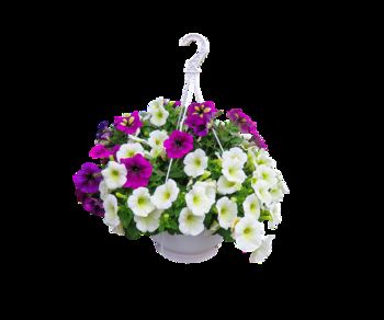 NA VSAKO POLICO CVETLICO