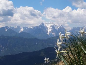 Trume planincev na Golici