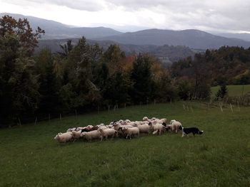 Dan odprtih vrat rejcev drobnice