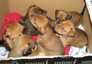 NOV KONCESIONAR ZA OPRAVLJANJE JAVNE SLUŽBE ZAGOTAVLJANJA ZAVETIŠČA ZA ZAPUŠČENE ŽIVALI V OBČINI BOROVNICA