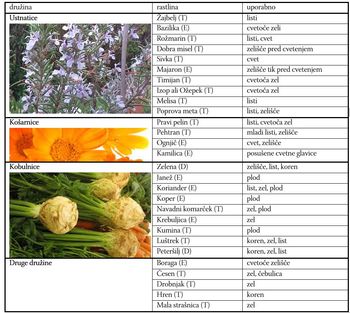 Zelišča – dišavnice pri vas doma
