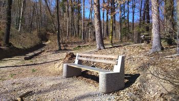 Gozdno okolje dobro dene