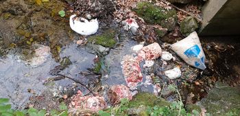 Nemarnež vrgel mrtvo mačko, piščance in drobovje kar v potok Nemarnež vrgel mrtvo mačko, piščance in drobovje kar v potok