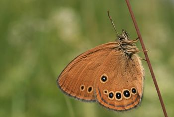 Doselili barjanskega okarčka, najbolj ogroženega metulja v Evropi