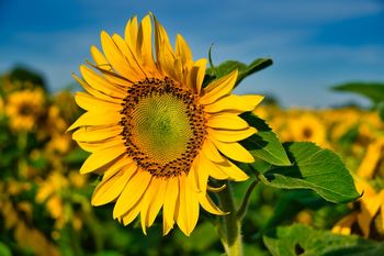 Vloge za otroški dodatek, vrtec, štipendije