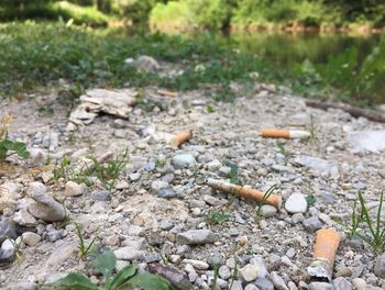 Največ cigaretnih ogorkov in najbolj onesnažen del je breg Borovniščice