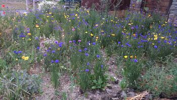 Vrt in zelišča Vrt in zelišča