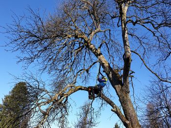 Prikaz obrezovanja sadnega drevja Prikaz obrezovanja sadnega drevja