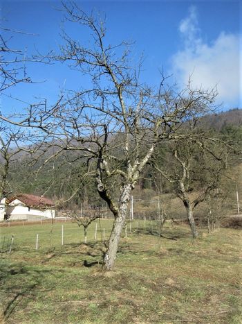 V prejšnji številki Našega časopisa objavljena fotografija napačnega drevesa