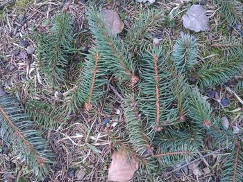 Bodo veverice uničile senco v Močilniku? Bodo veverice uničile senco v Močilniku?