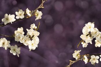 Ohranimo spomin - vabilo na spominsko slovesnost v Borovnici